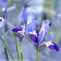 Buy canvas prints of Dreamy Irises  by Alison Chambers