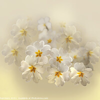 Buy canvas prints of Pretty Primroses  by Alison Chambers