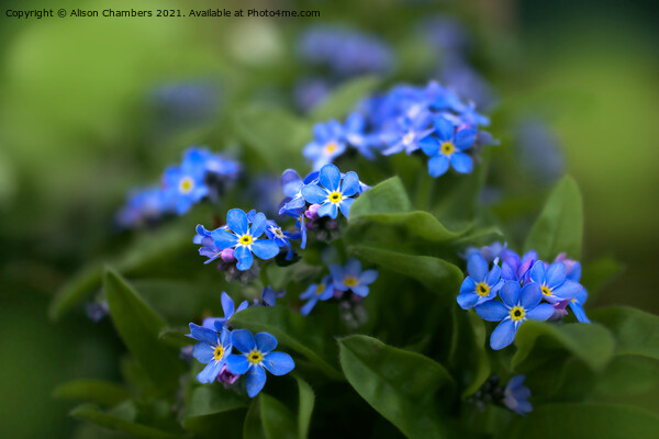 Forget-me-Nots Picture Board by Alison Chambers