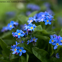 Buy canvas prints of Forget-me-Nots by Alison Chambers