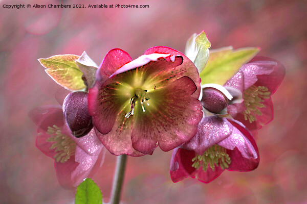 Sparkling  Hellebores Picture Board by Alison Chambers