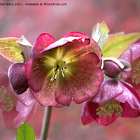 Buy canvas prints of Sparkling  Hellebores by Alison Chambers