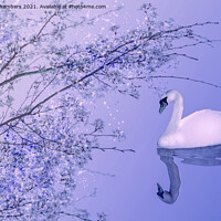 Buy canvas prints of Blossom Swan by Alison Chambers