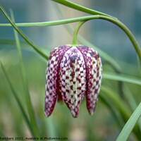 Buy canvas prints of Fritillary Flower by Alison Chambers