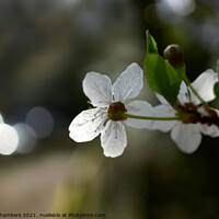 Buy canvas prints of Blackthorn Blossom by Alison Chambers