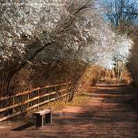 Buy canvas prints of Worsbrough Mill Blossom Seat by Alison Chambers