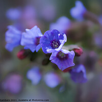 Buy canvas prints of Lungwort by Alison Chambers
