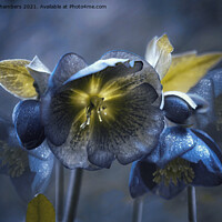 Buy canvas prints of Black Hellebores  by Alison Chambers