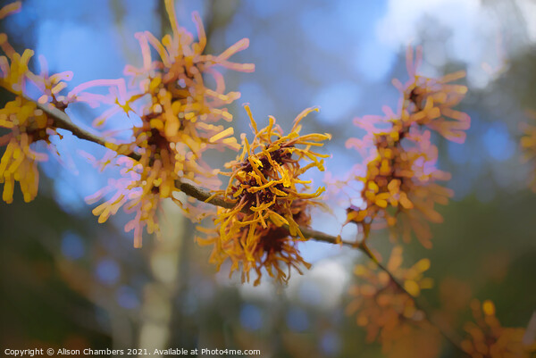 Witch Hazel Flowers Picture Board by Alison Chambers