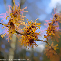 Buy canvas prints of Witch Hazel Flowers by Alison Chambers