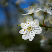 Buy canvas prints of Cherry Blossom Flower by Alison Chambers