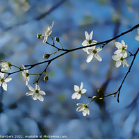 Buy canvas prints of Cherry Blossom Sprig by Alison Chambers