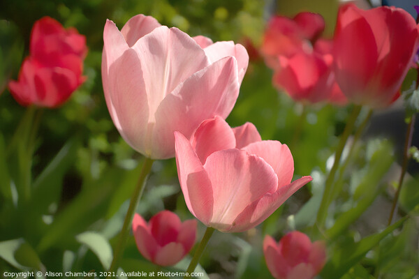 Sunlit Tulips Picture Board by Alison Chambers