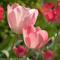 Buy canvas prints of Sunlit Tulips by Alison Chambers
