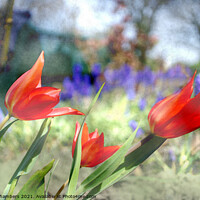 Buy canvas prints of Spring Winds by Alison Chambers