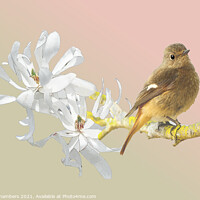 Buy canvas prints of Spring Bird by Alison Chambers