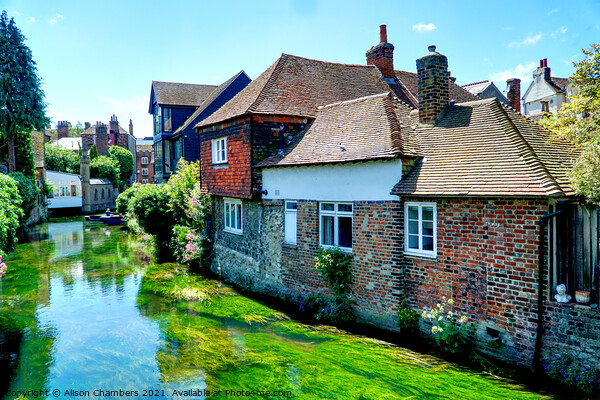 The River Stour at Canterbury Picture Board by Alison Chambers