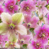 Buy canvas prints of Hellebore Collage by Alison Chambers