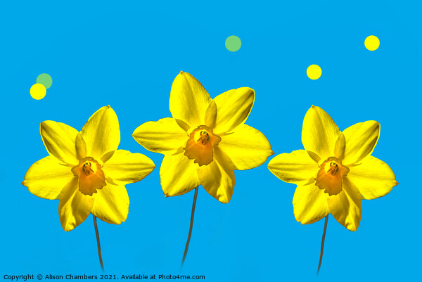 Daffodil Sunshine Picture Board by Alison Chambers