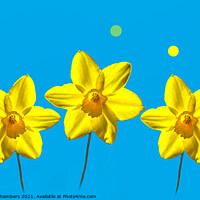 Buy canvas prints of Daffodil Sunshine by Alison Chambers