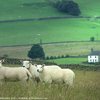 Buy canvas prints of We Three Sheep Of Staffordshire Are by Alison Chambers