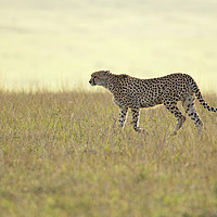 Buy canvas prints of Cheetah  by Neil Parker