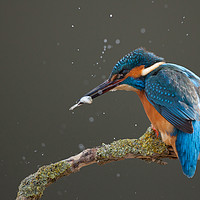 Buy canvas prints of Kingfisher by Neil Parker