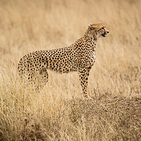 Buy canvas prints of Cheetah Serengeti by Neil Parker