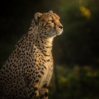 Buy canvas prints of Cheetah Portrait Serengeti by Neil Parker