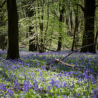 Buy canvas prints of Bluebell wood by Neil Parker