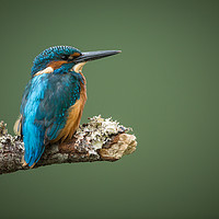 Buy canvas prints of KIngfisher poised by Neil Parker