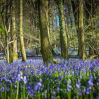 Buy canvas prints of Spring Bluebells by Neil Parker