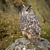 Buy canvas prints of Eagle Owl, on the look out by Neil Parker