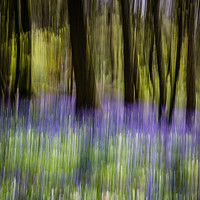 Buy canvas prints of Bluebells abstract by Neil Parker