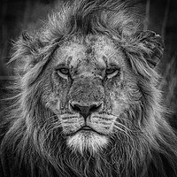 Buy canvas prints of Lion Portrait, Kenya by Neil Parker