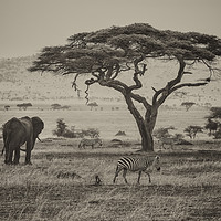 Buy canvas prints of Out of Africa, Serengeti  by Neil Parker