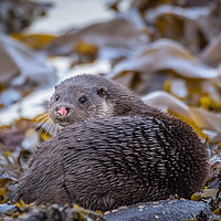 Buy canvas prints of Pink nose, Wild Otter Isle of Bute by Neil Parker