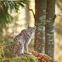 Buy canvas prints of Eurasian Lynx by Neil Parker