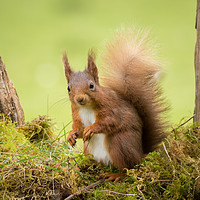 Buy canvas prints of Bright eyed and Bushy tailed by Neil Parker