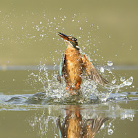 Buy canvas prints of Kingfisher Lift Off by Neil Parker