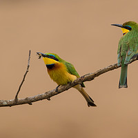 Buy canvas prints of Catching Flies, Green Bee-eaters by Neil Parker