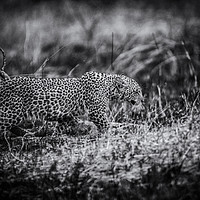 Buy canvas prints of Stealth, a Young Leopard in Kenya by Neil Parker