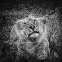Buy canvas prints of Shake, Lion shaking off rain by Neil Parker