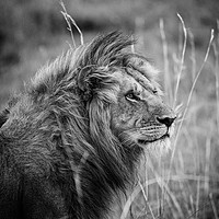 Buy canvas prints of Male Lion, Masai Mara by Neil Parker