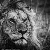 Buy canvas prints of Lion King by Neil Parker