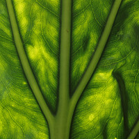 Buy canvas prints of Back-lit Leaf by Kristie Loramendi