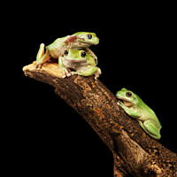 Buy canvas prints of Three Tree Frogs by Ian Homewood