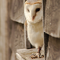 Buy canvas prints of Barn Owl At Home by Ian Homewood