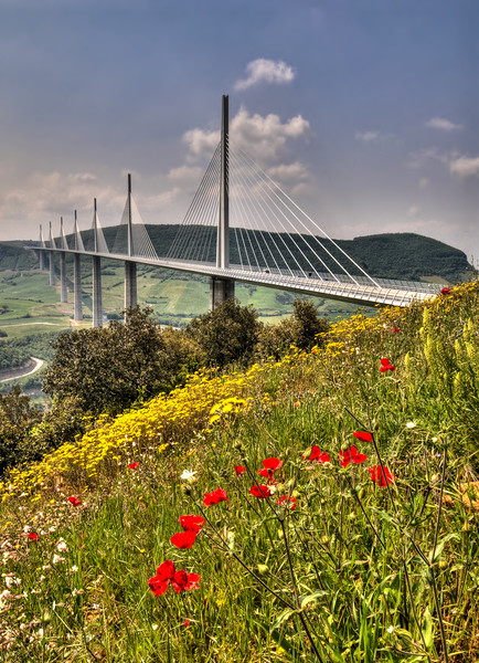 Poppies at the Viaduc de Millau Picture Board by Ian Homewood