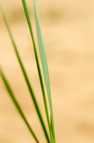 Dune Grass Abstract Picture Board by Ian Homewood